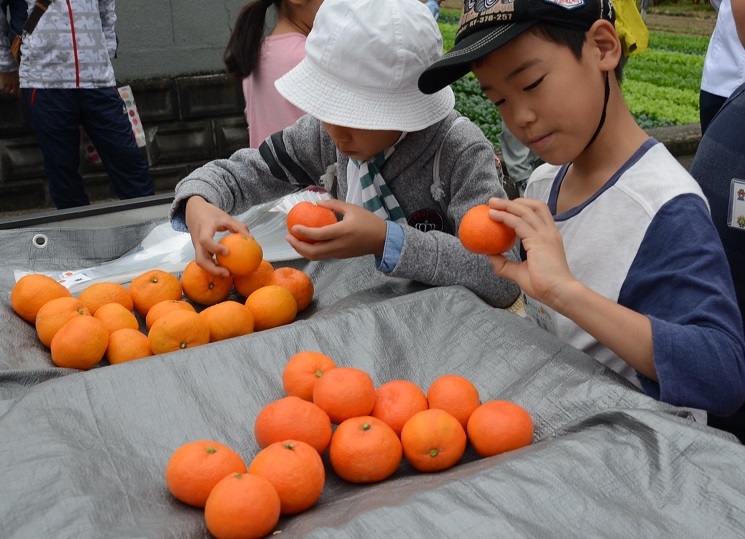 第６回 みかんの収穫体験 ｊａ香川県